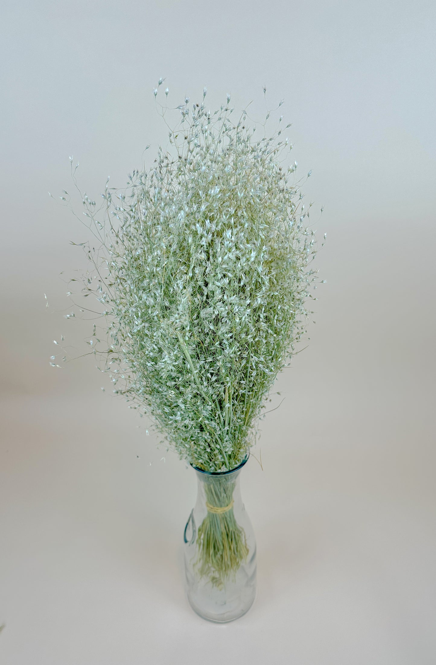 Indian Rice Grass – Naturally Dried