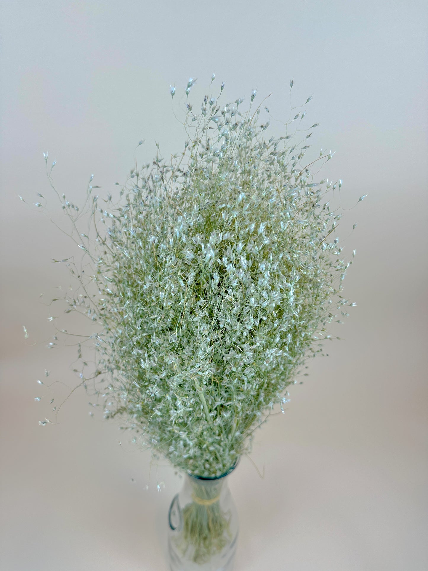 Indian Rice Grass – Naturally Dried