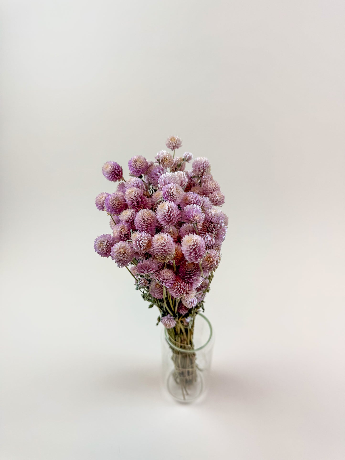 Light Pink Globe Amaranth – Naturally Dried Flowers
