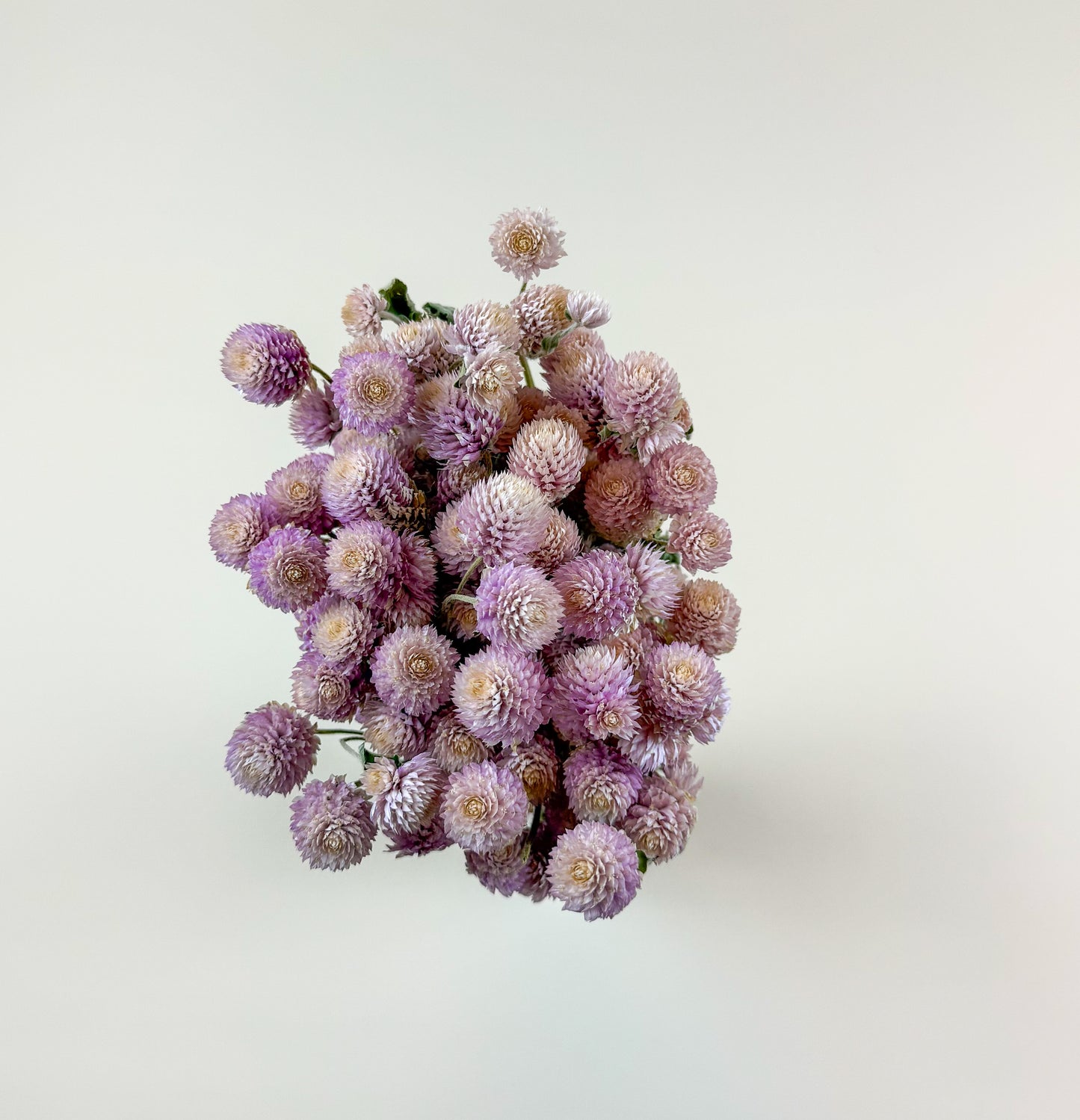 Light Pink Globe Amaranth – Naturally Dried Flowers