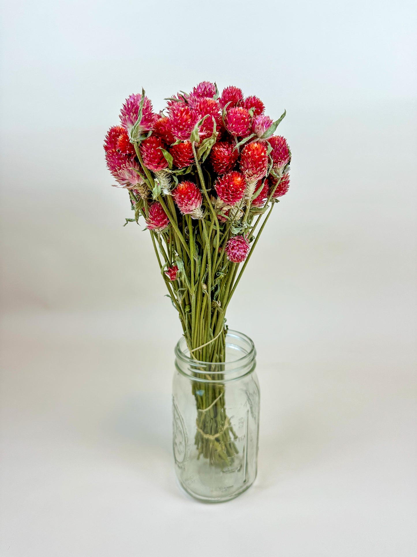 Globe Amaranth (Red)