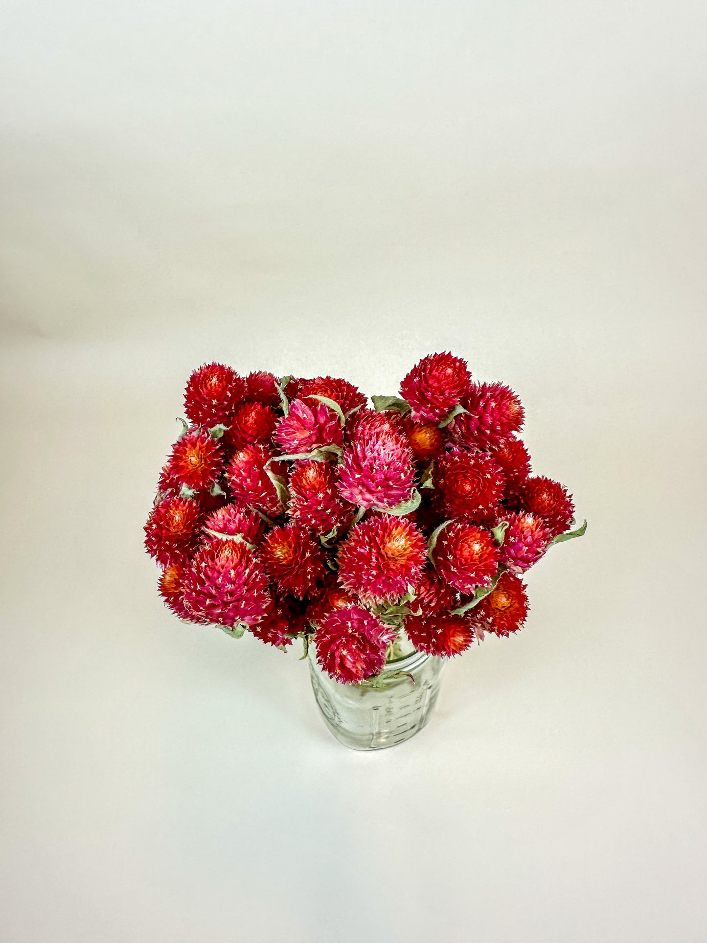 Globe Amaranth (Red)