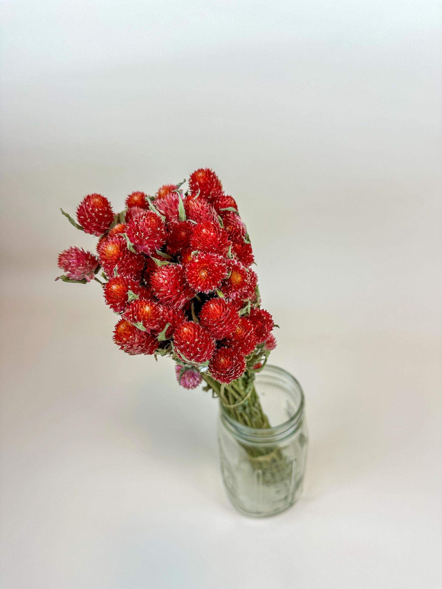 Globe Amaranth (Red)