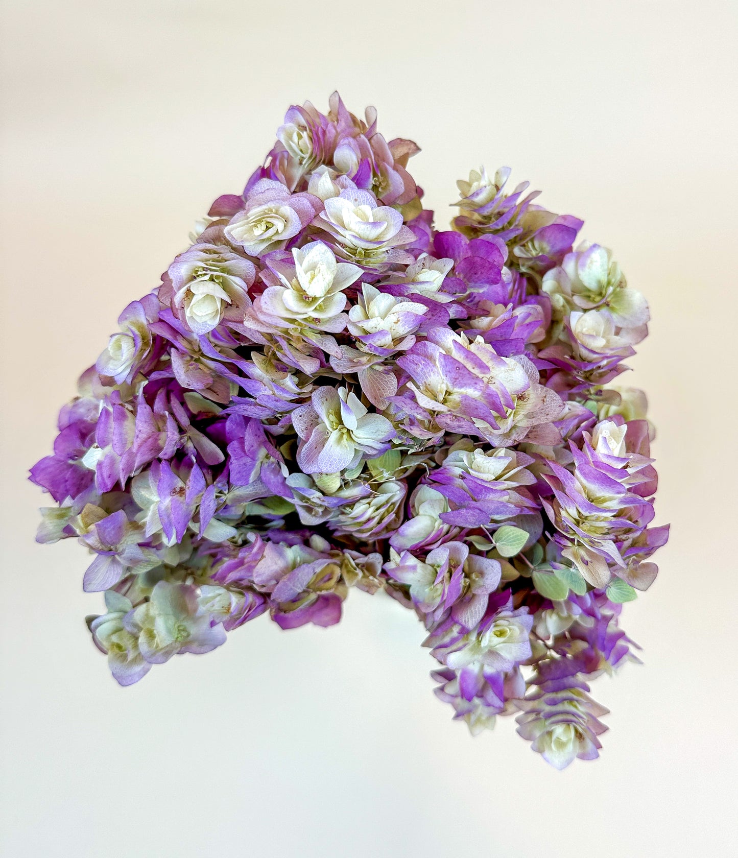 Kent Beauty Oregano - Naturally Dried 