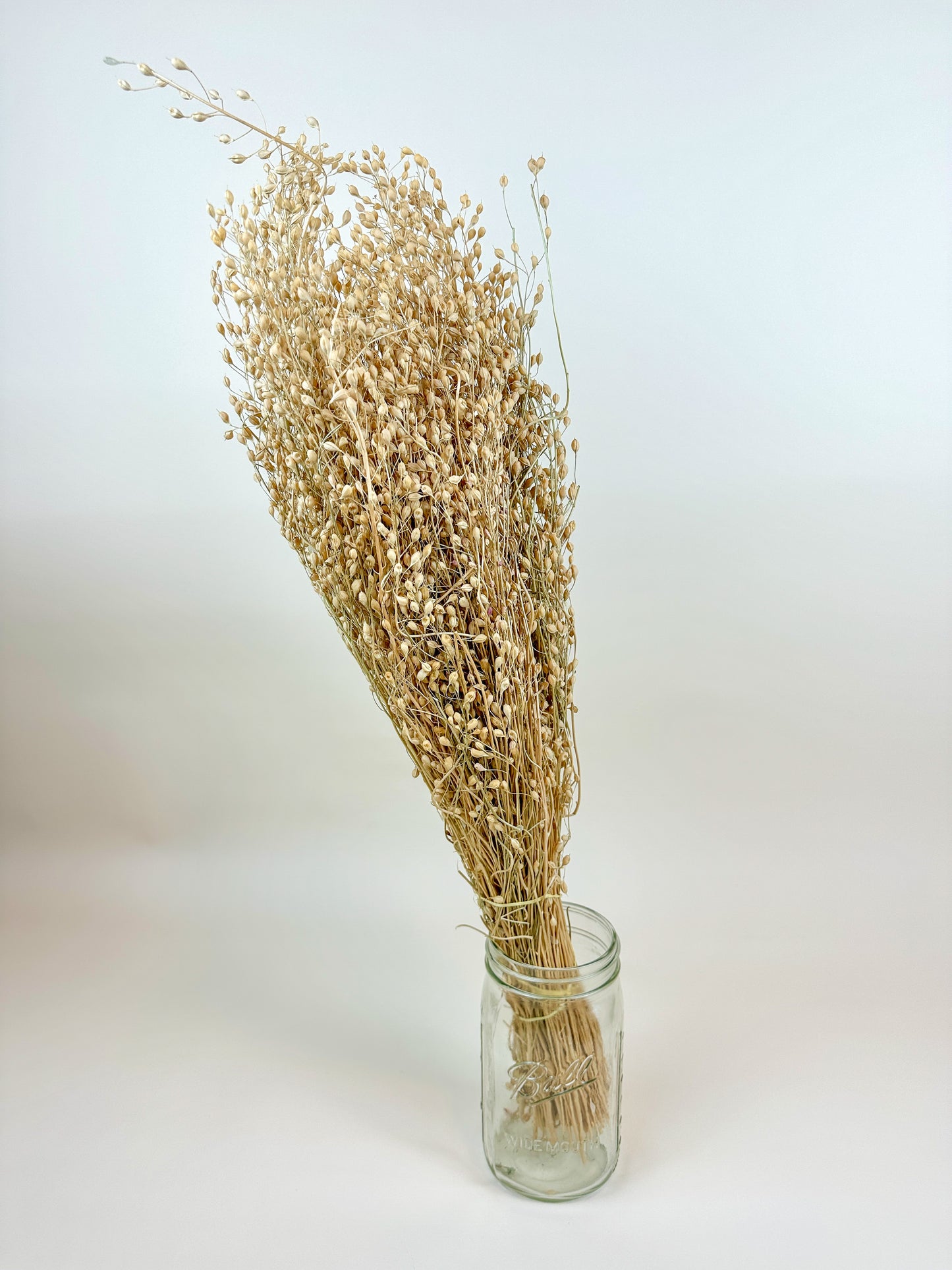 Linium – Naturally Dried Seed Pods