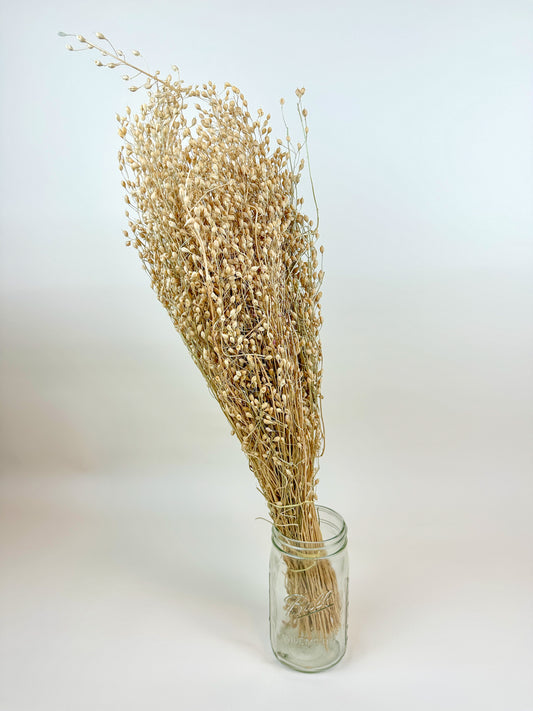 Linium – Naturally Dried Seed Pods