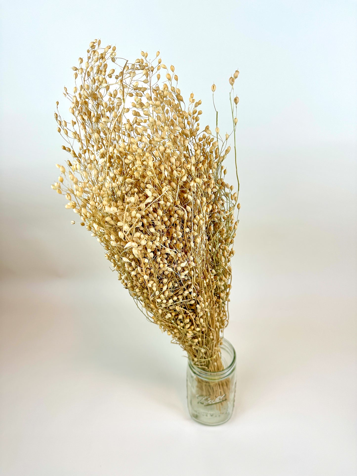 Linium – Naturally Dried Seed Pods