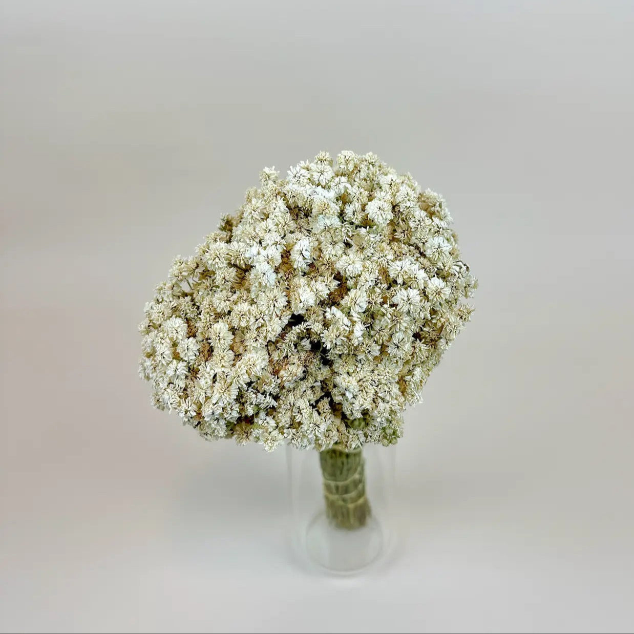 Achillea of Pearl - Delicate White Dried Flowers
