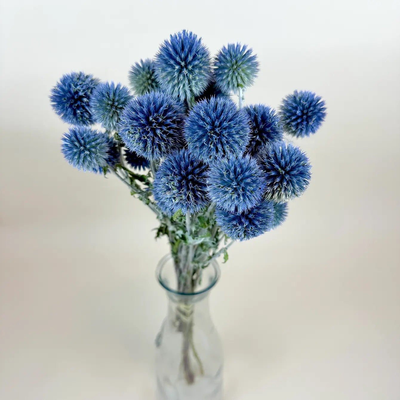 Globe Thistle (Echinops) – Natural Blue, Air-Dried