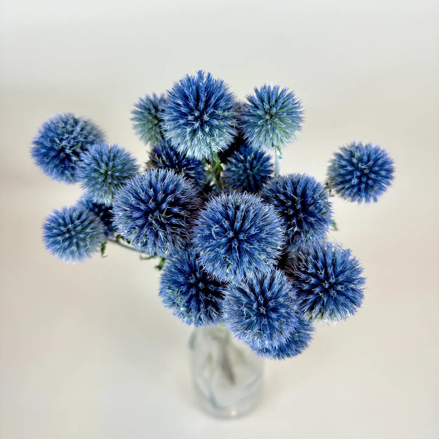 Globe Thistle (Echinops) – Natural Blue, Air-Dried
