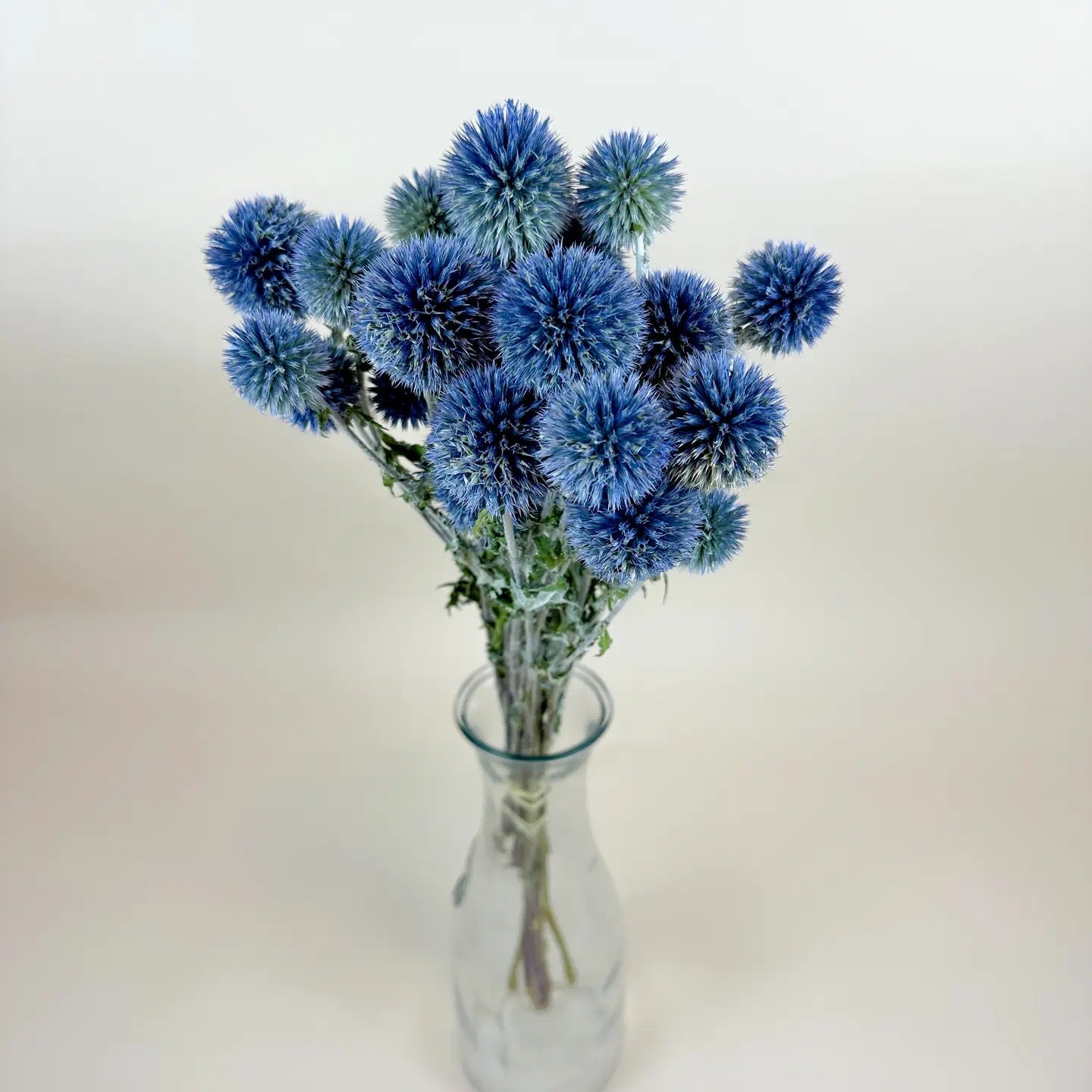Globe Thistle (Echinops) – Natural Blue, Air-Dried