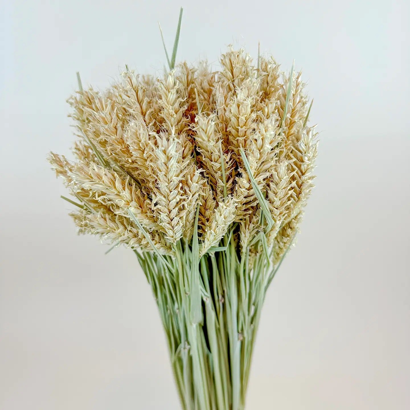 Barley - Hooked Awns Naturally Dried Green & Tan Stems