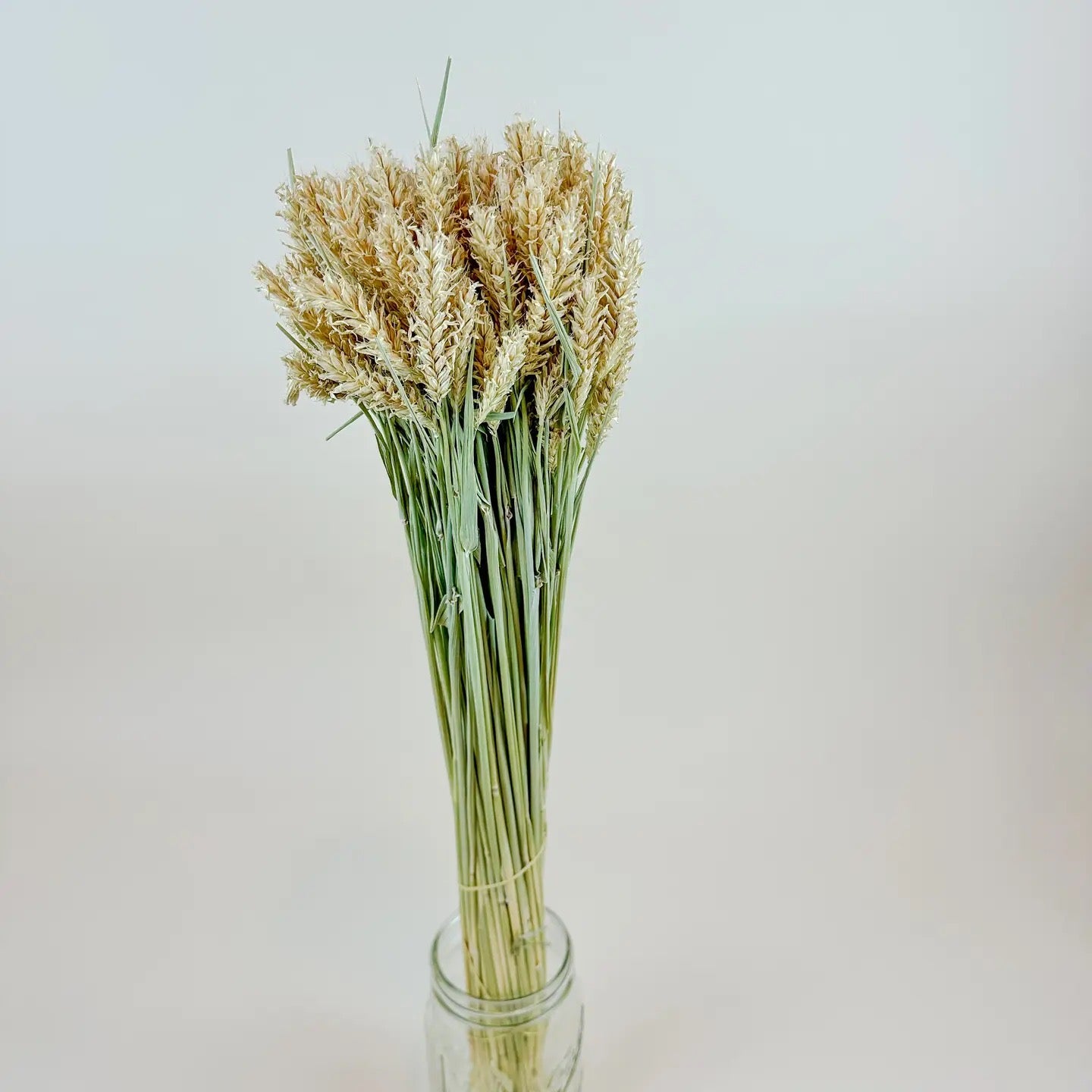 Barley - Hooked Awns Naturally Dried Green & Tan Stems