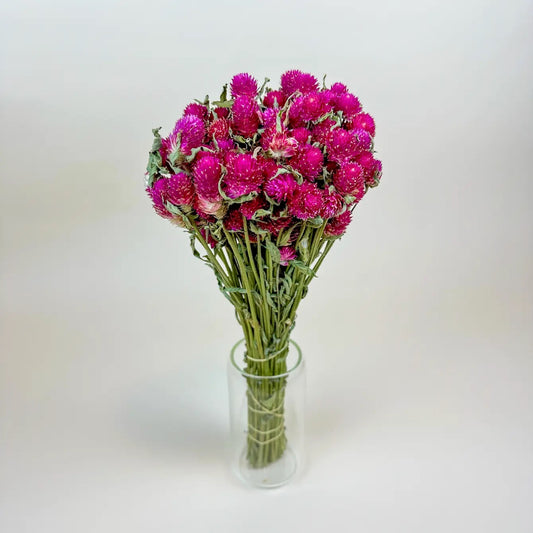 Globe Amaranth (Hot Pink)