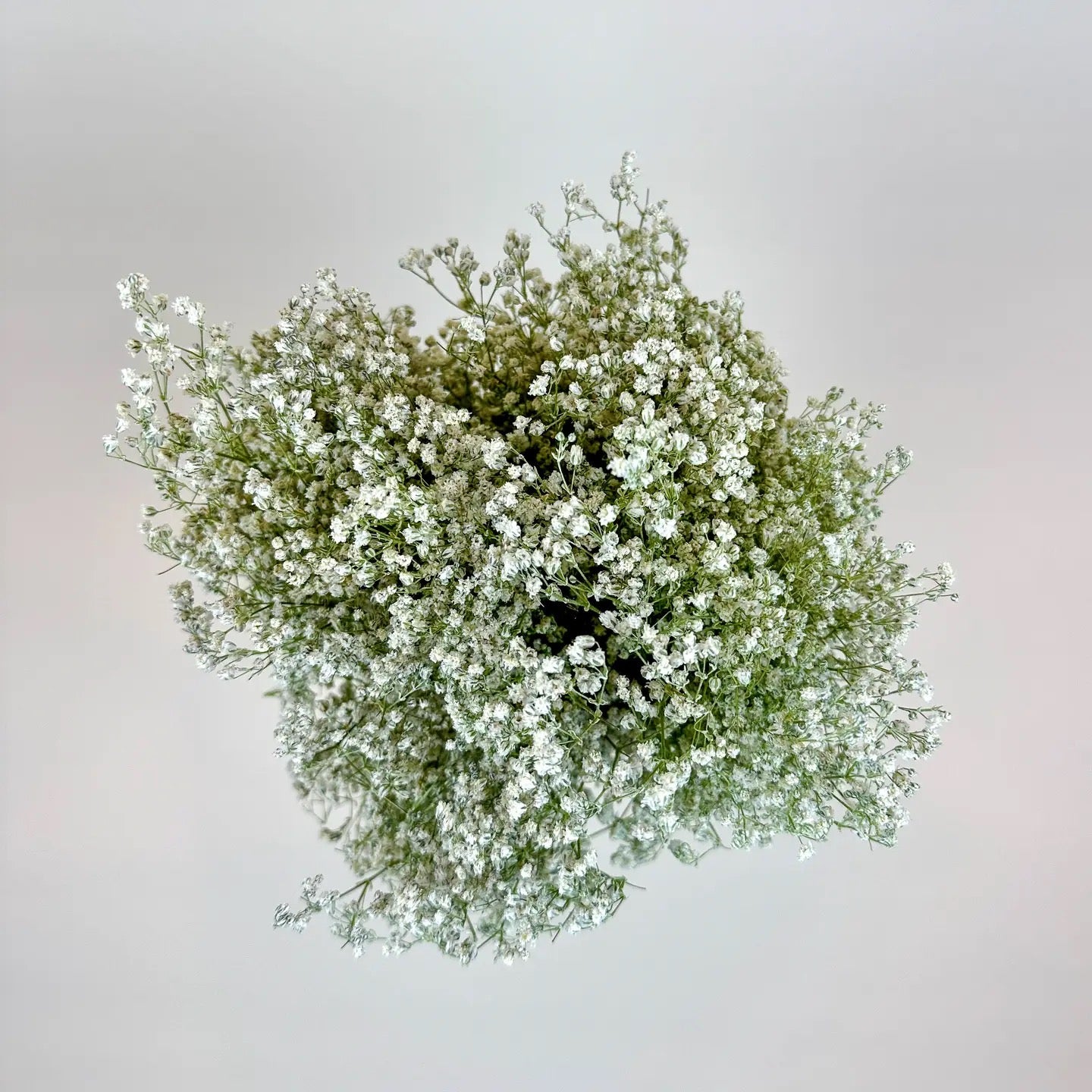 Baby’s Breath (Gypsophila) – Naturally Air-Dried