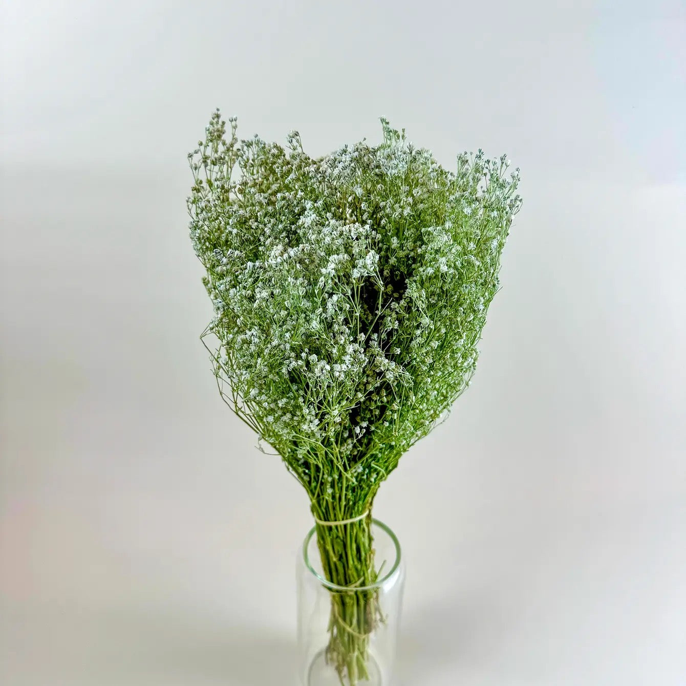 Baby’s Breath (Gypsophila) – Naturally Air-Dried