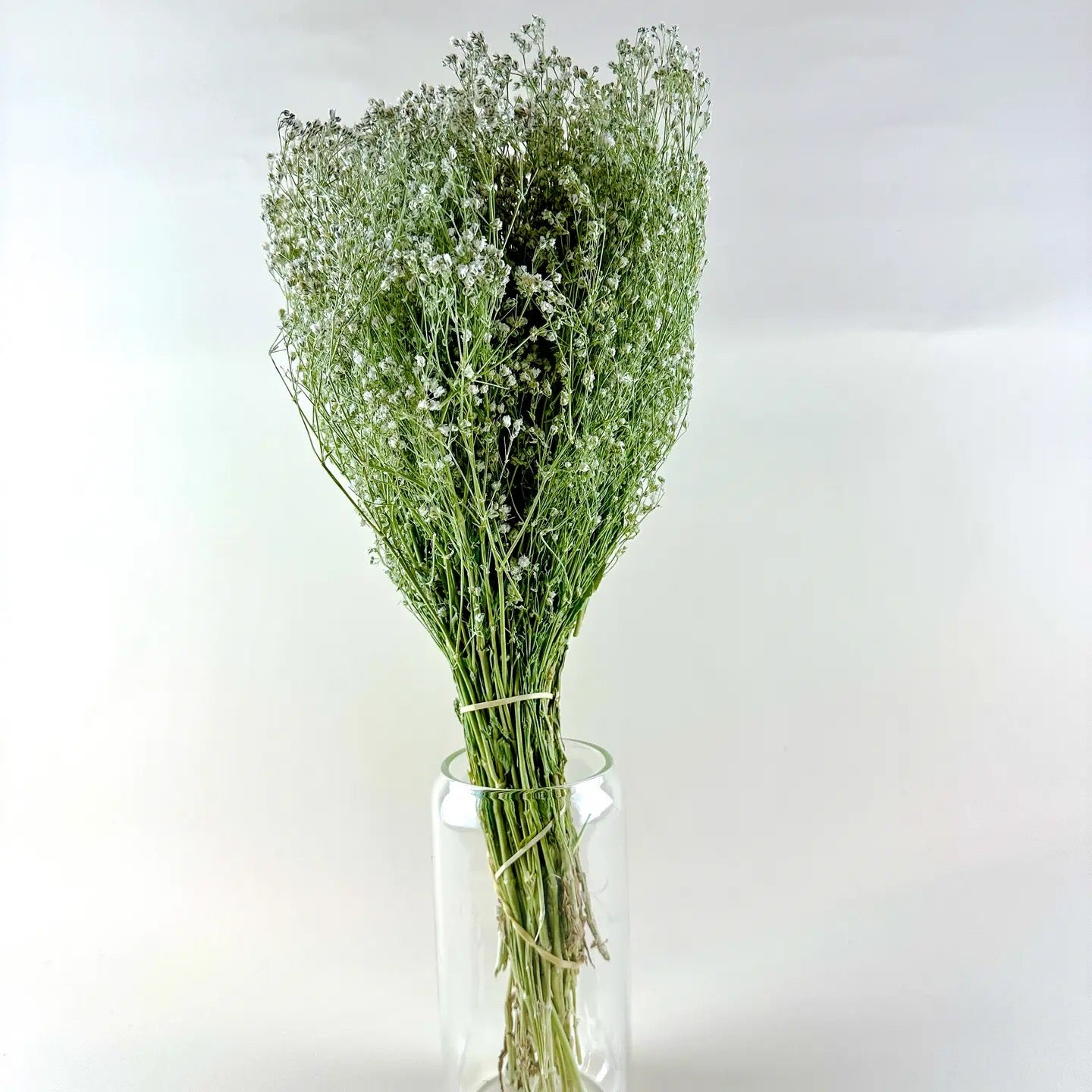 Baby’s Breath (Gypsophila) – Naturally Air-Dried