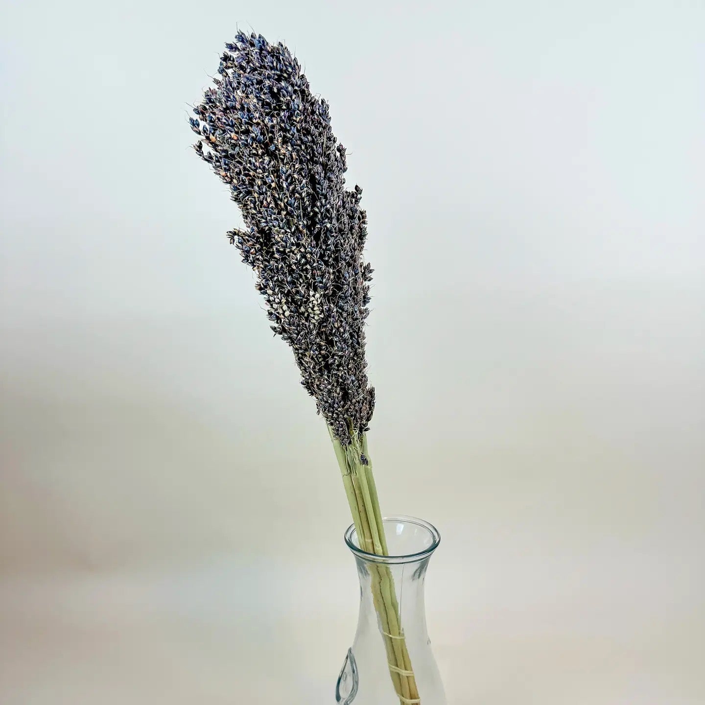 Black Sorghum – Naturally Air-Dried Seed Pod Stalks