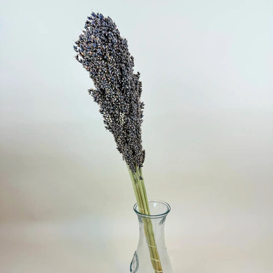 Black Sorghum
