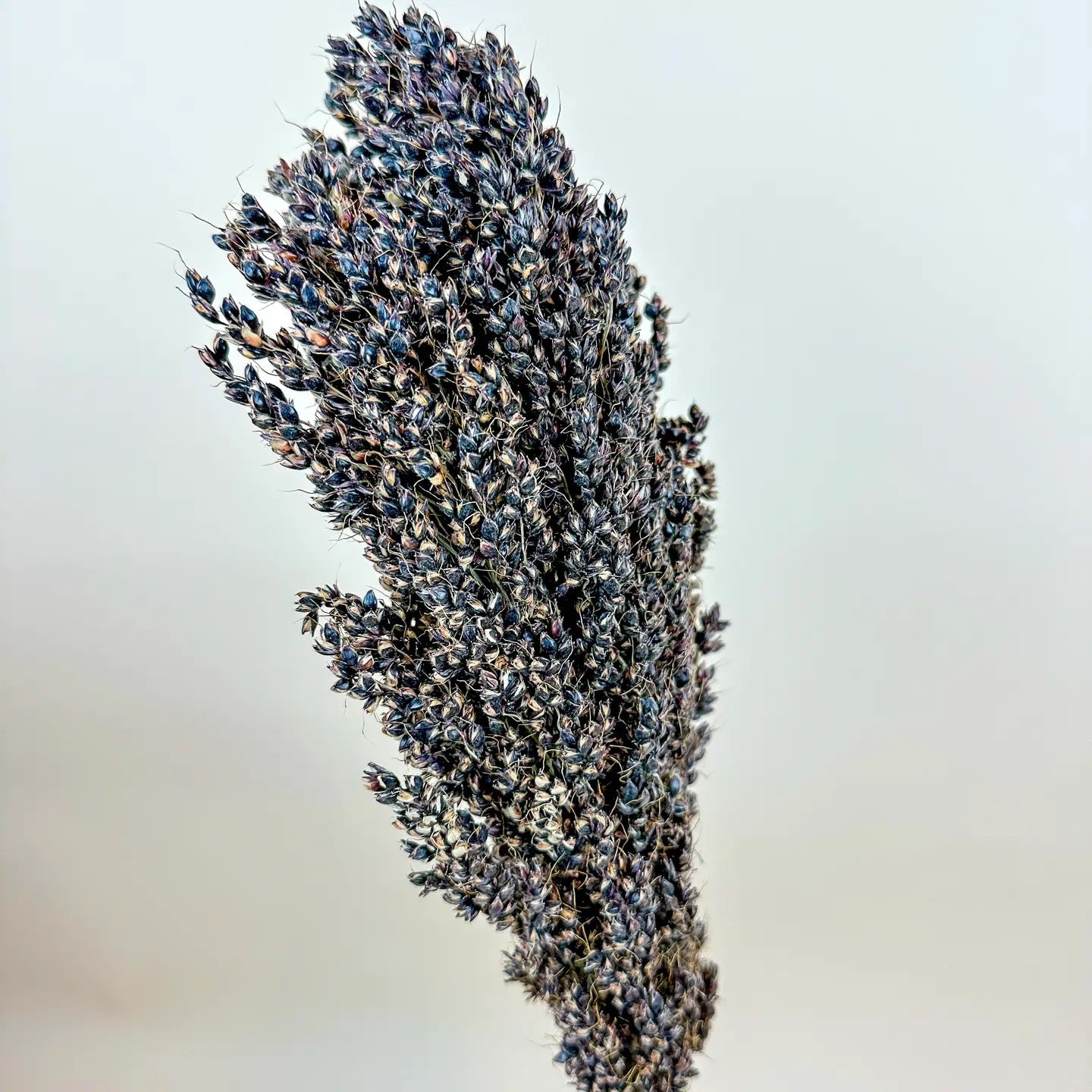 Black Sorghum – Naturally Air-Dried Seed Pod Stalks
