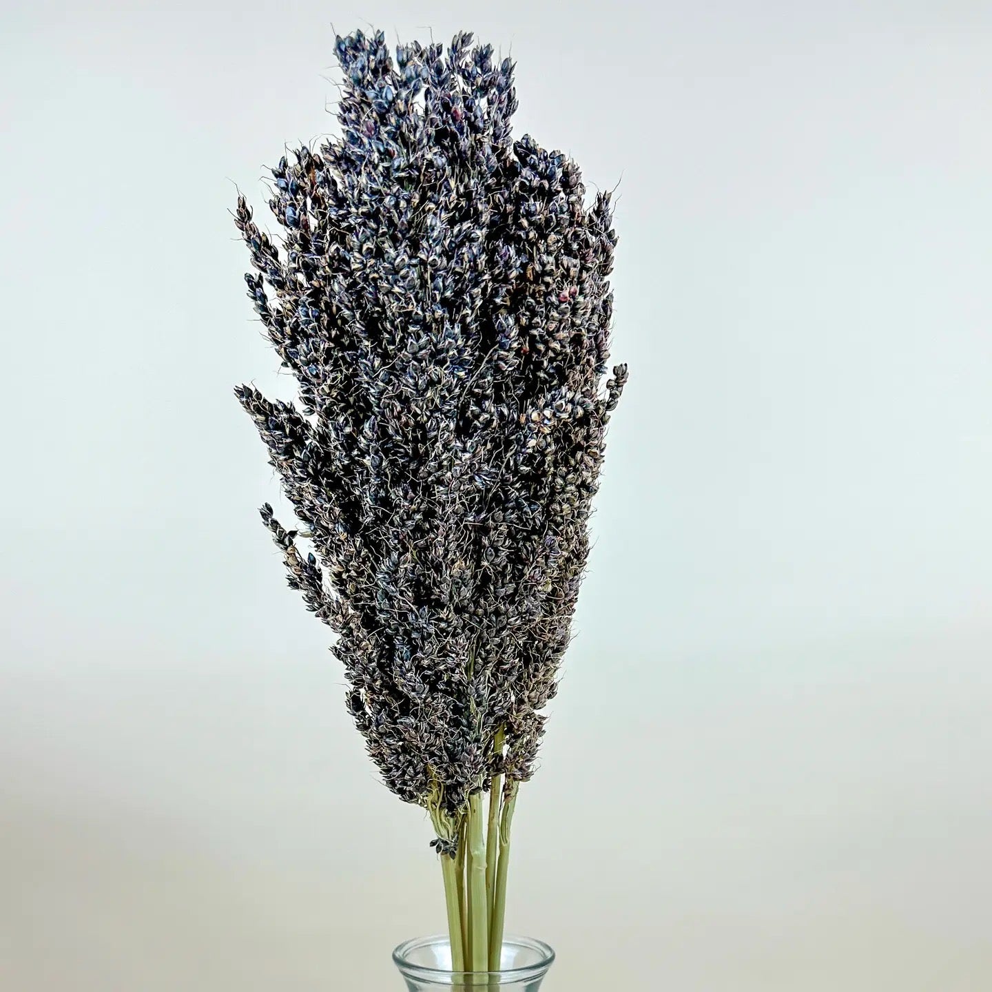 Black Sorghum – Naturally Air-Dried Seed Pod Stalks
