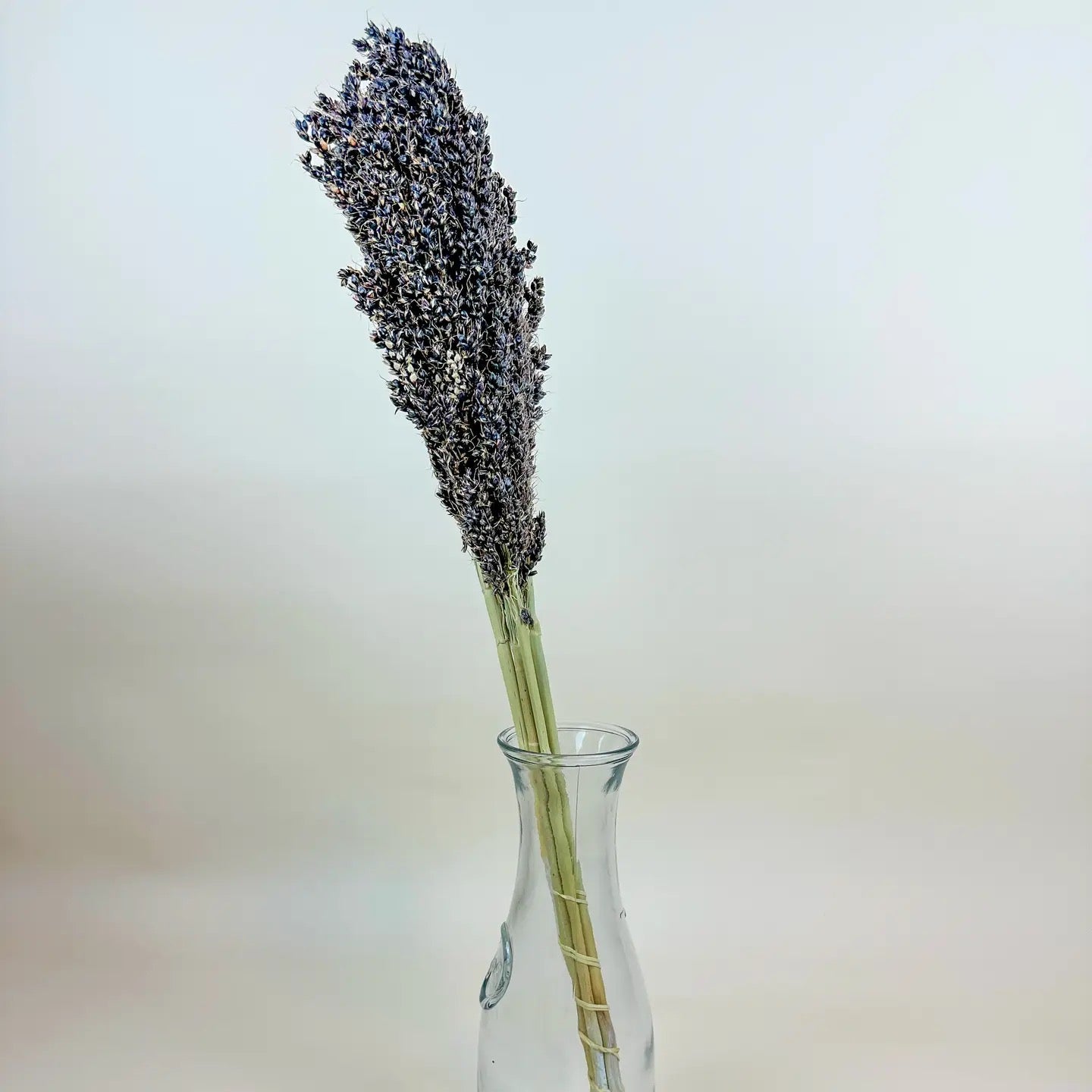 Black Sorghum – Naturally Air-Dried Seed Pod Stalks