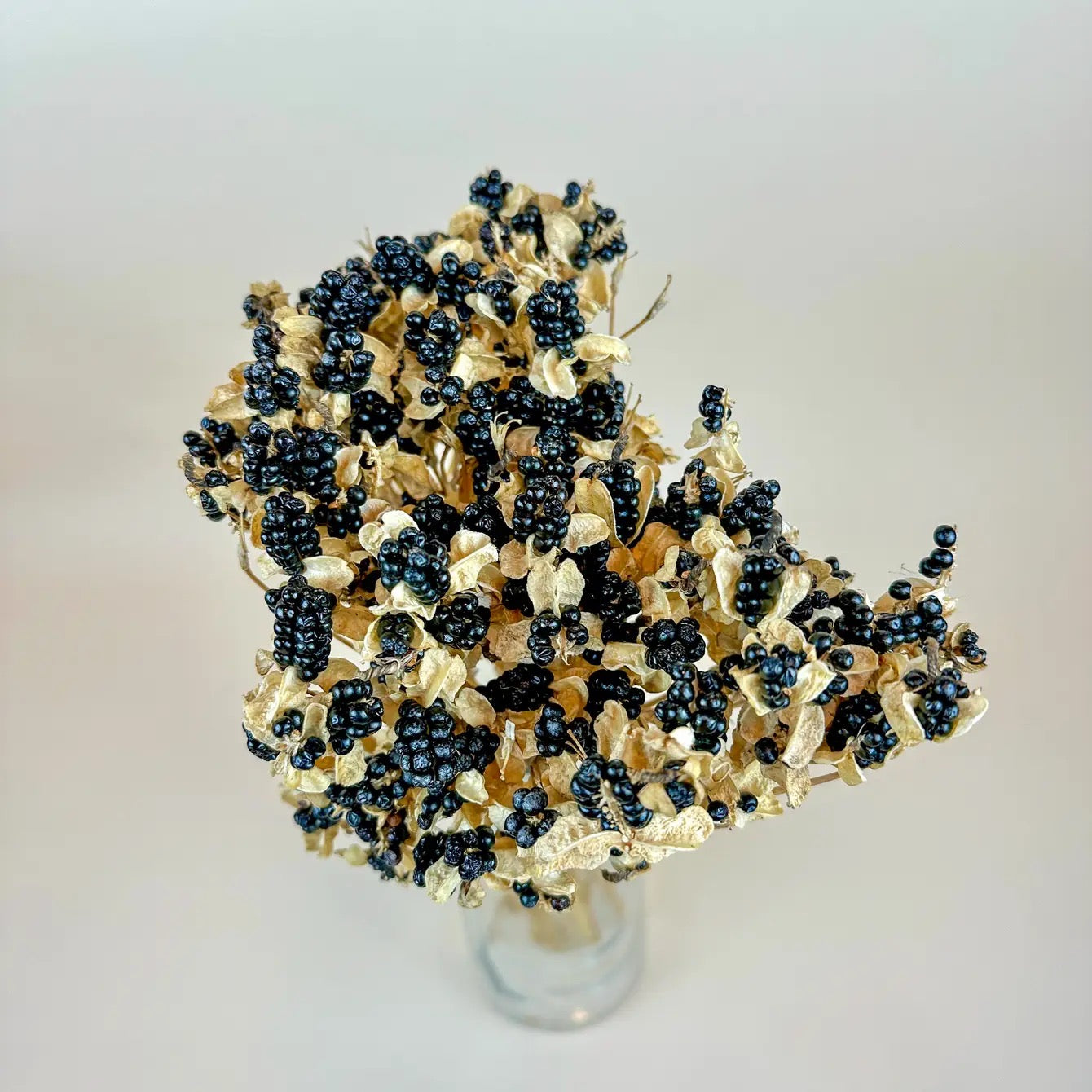 Blackberry Lilies – Naturally Dried Flowers