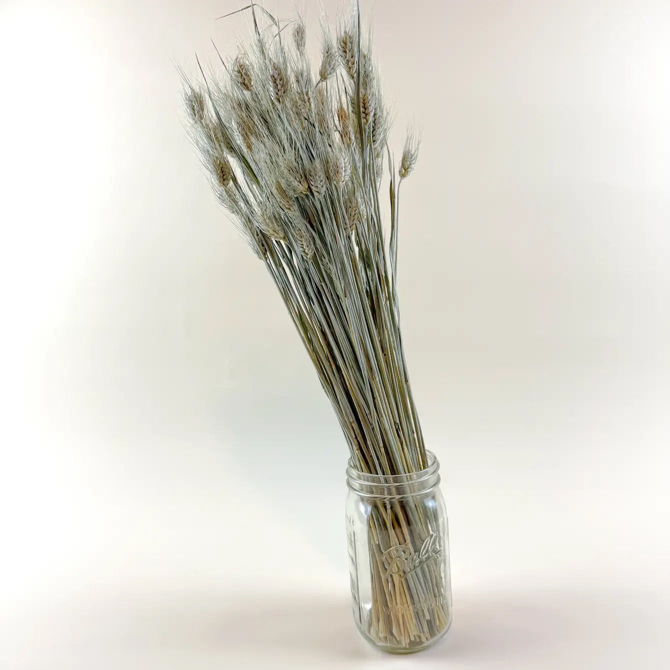 Club Wheat – Natural Dried Wheat for Floral Décor