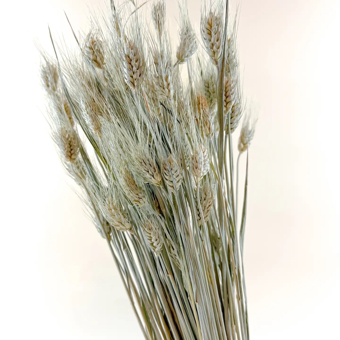 Club Wheat – Natural Dried Wheat for Floral Décor