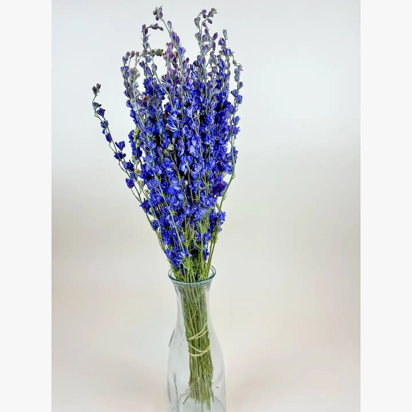 Larkspur - Dark Blue Imperial Double Bloom Naturally Dried