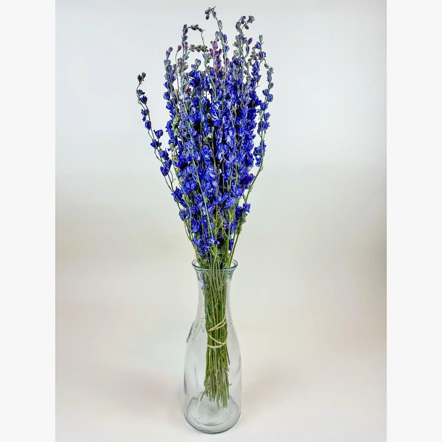 Larkspur - Dark Blue Imperial Double Bloom Naturally Dried