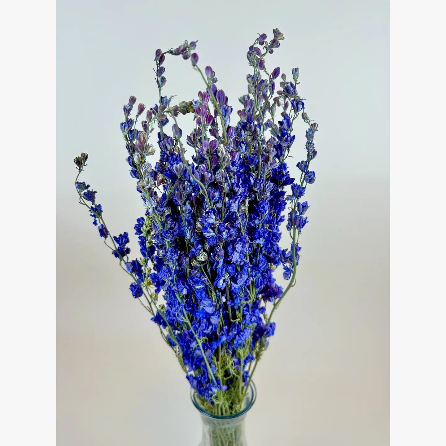 Larkspur - Dark Blue Imperial Double Bloom Naturally Dried