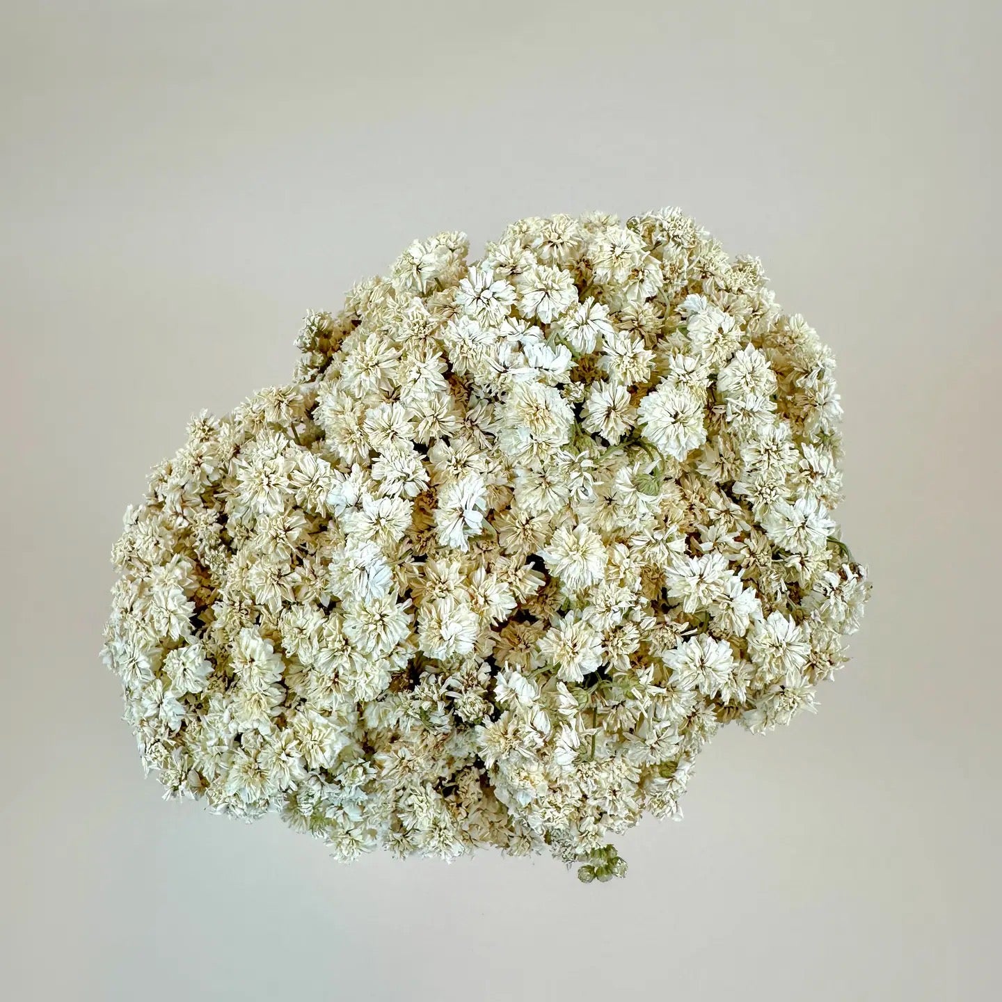Achillea of Pearl - Delicate White Dried Flowers