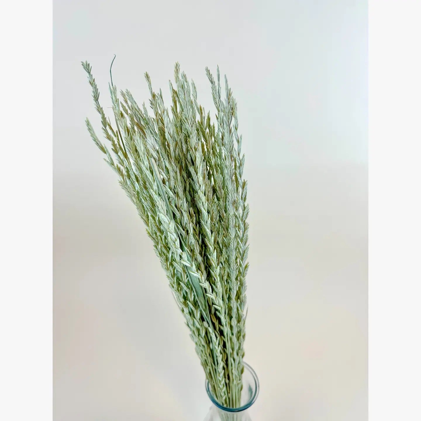 Arrow Grass (Fan Grass) – Natural Dried Ornamental Stems