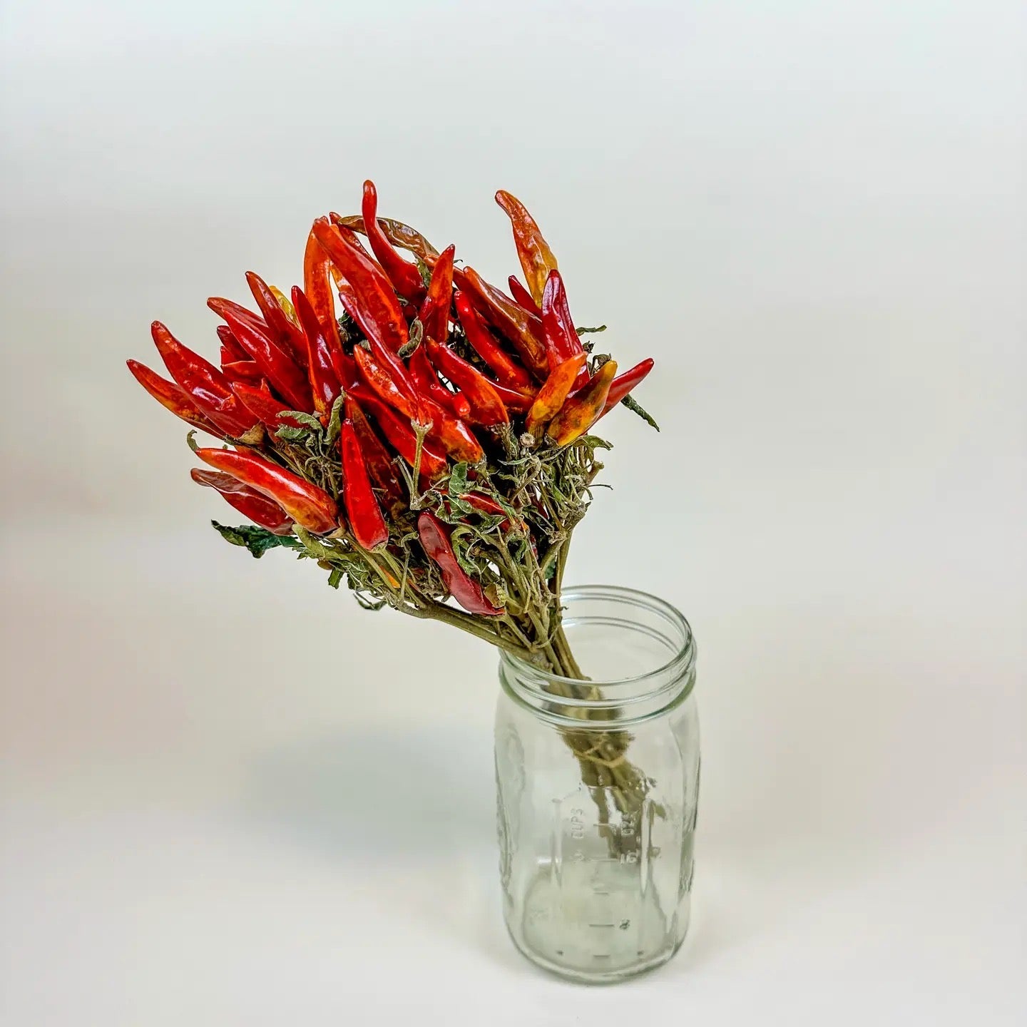 Chili Peppers on Stem – Naturally Air-Dried