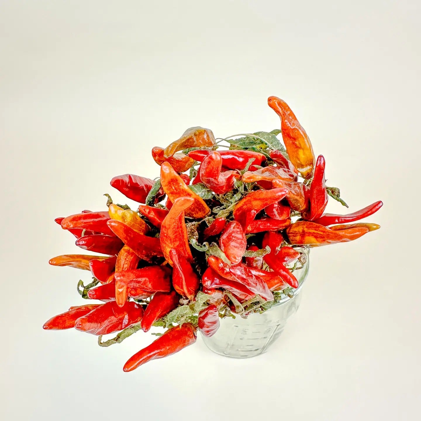 Chili Peppers on Stem – Naturally Air-Dried