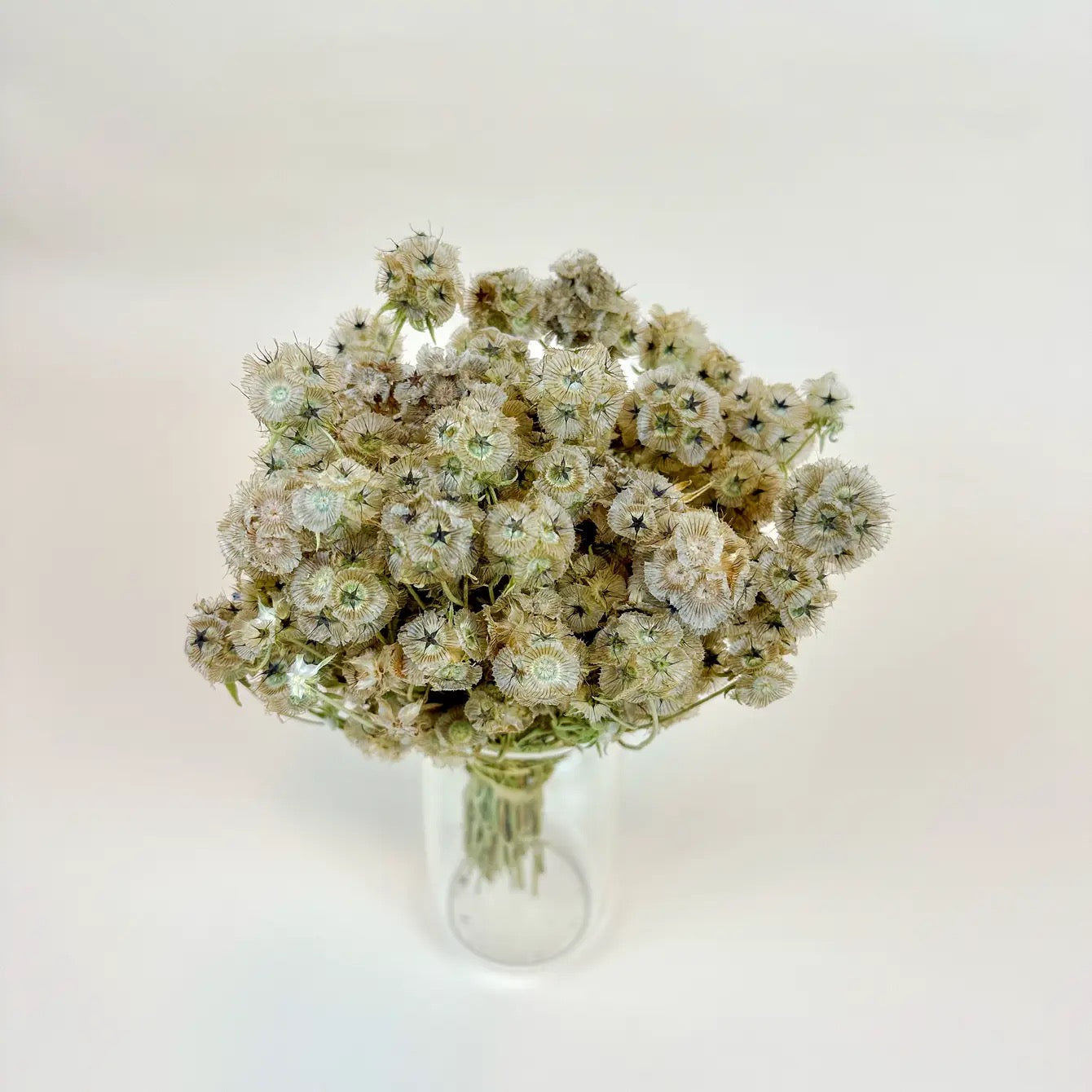 Scabiosa Pods – Naturally Air-Dried