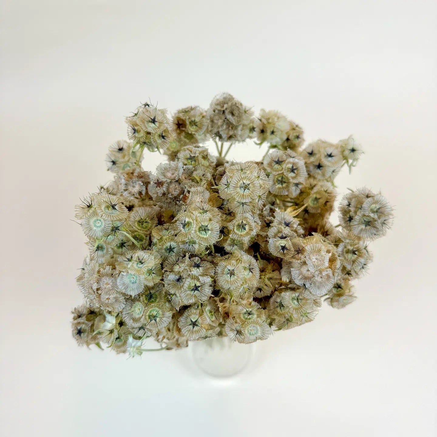 Scabiosa Pods – Naturally Air-Dried