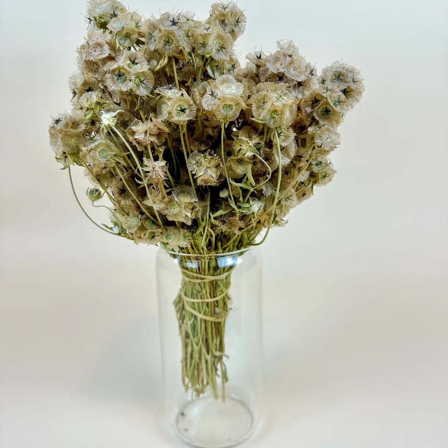 Scabiosa Pods – Naturally Air-Dried