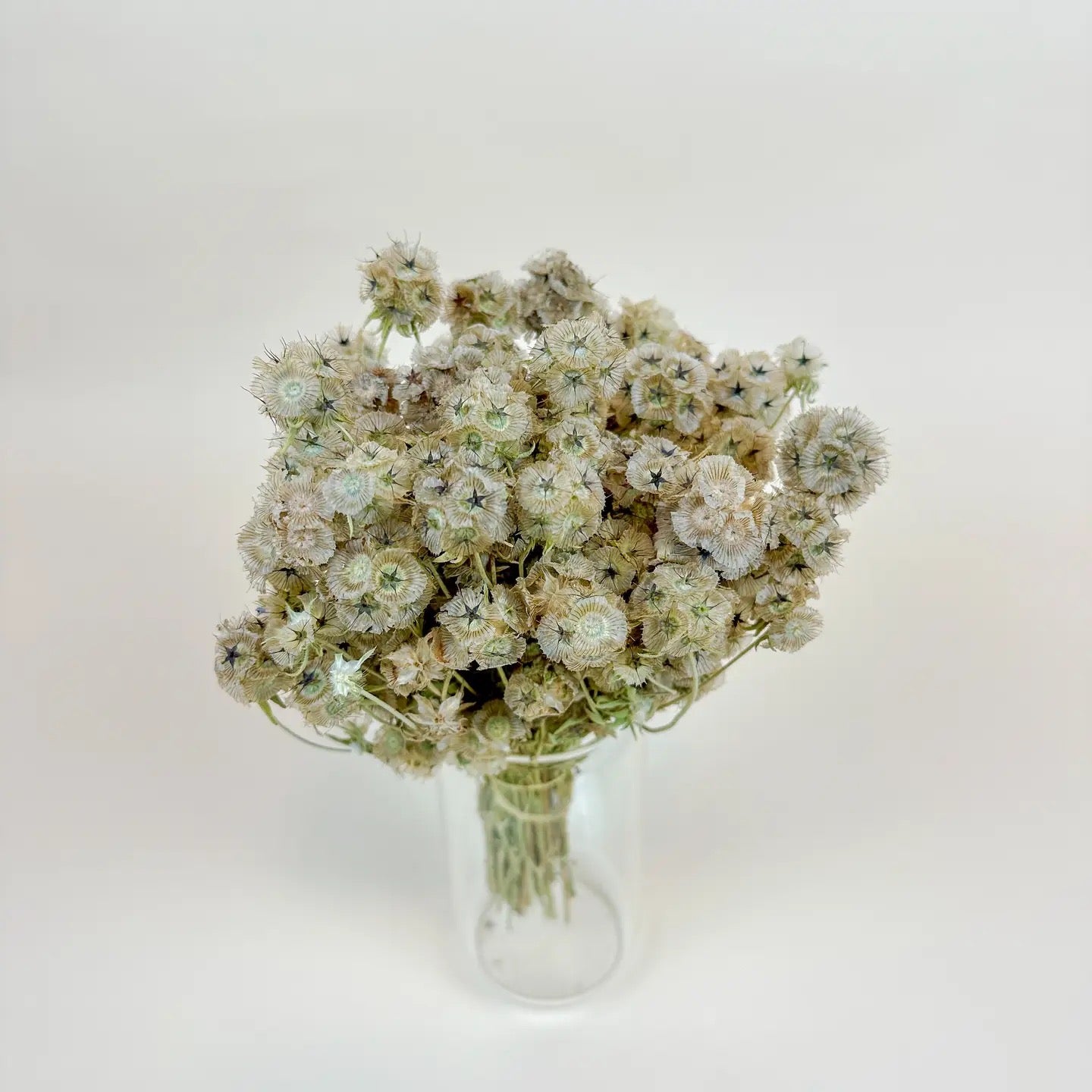 Scabiosa Pods – Naturally Air-Dried