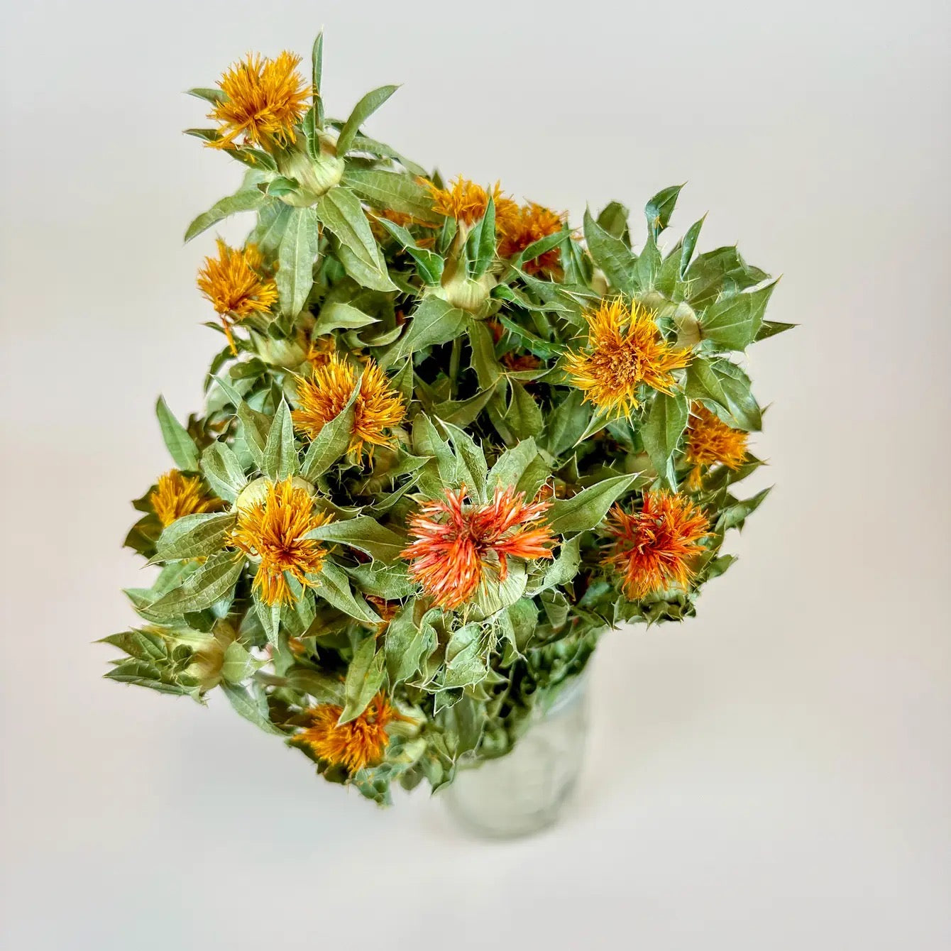 Autumn Safflower – Naturally Dried Flowers
