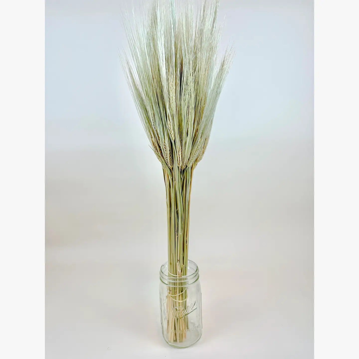 Bearded Triticale Wheat – Naturally Dried Decorative Grass