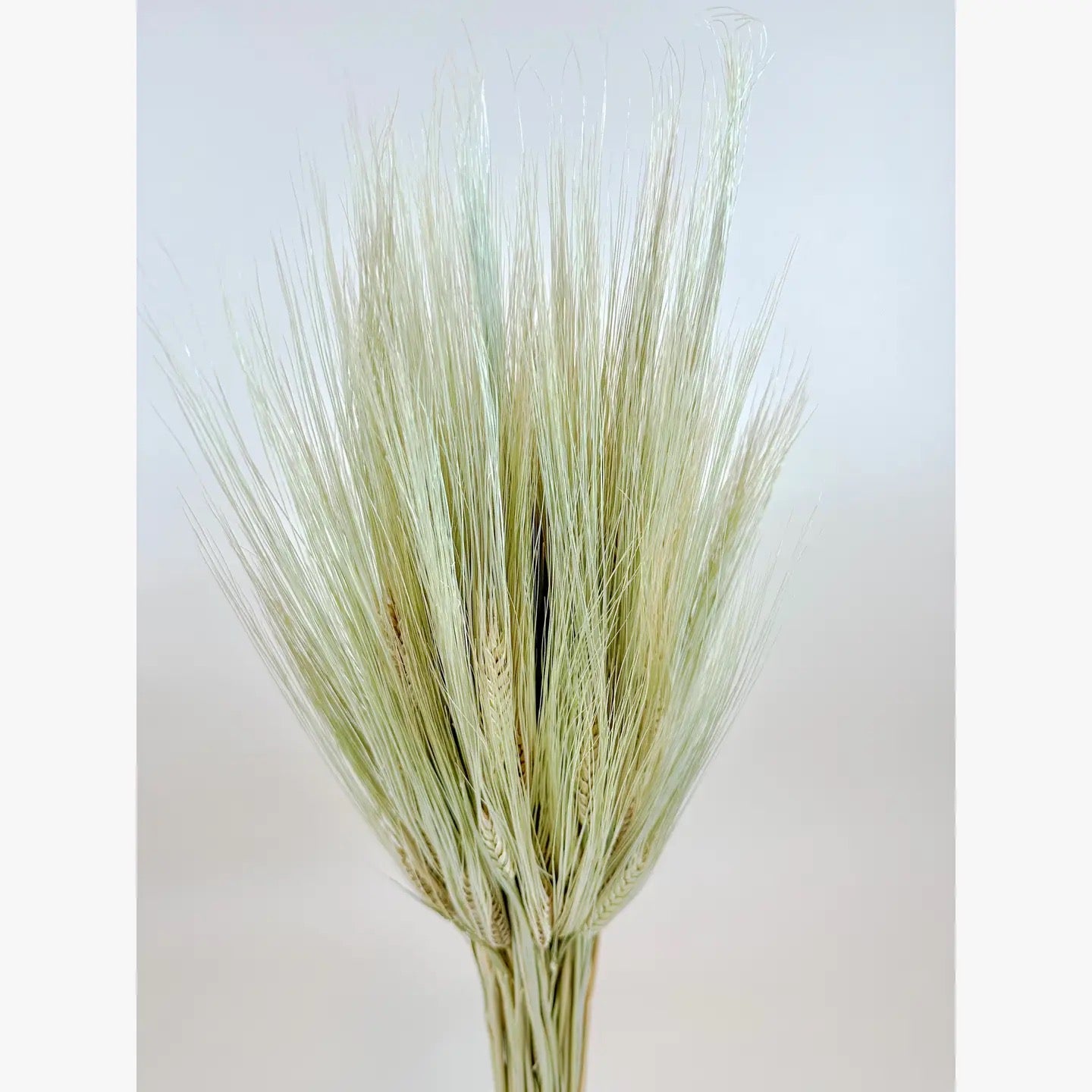 Bearded Triticale Wheat – Naturally Dried Decorative Grass
