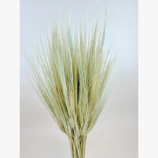 Triticale (Bearded)