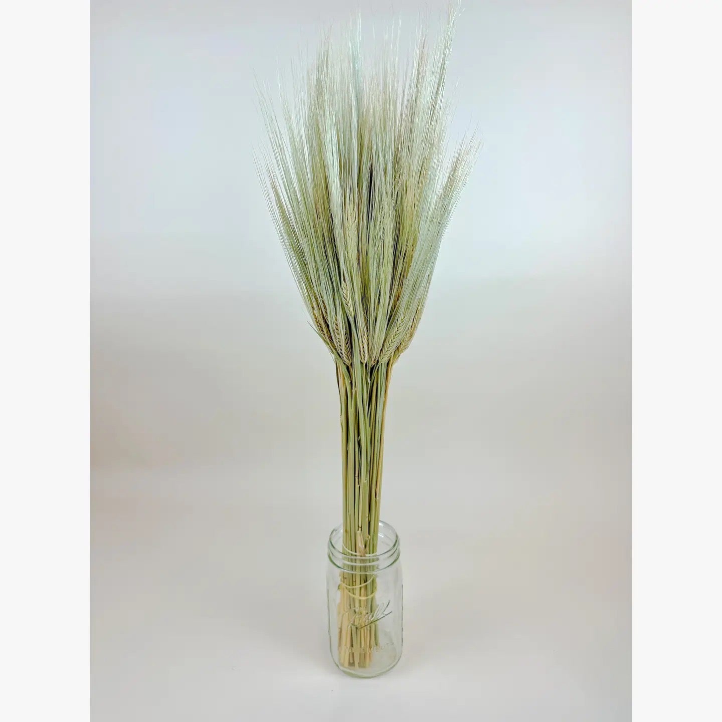 Bearded Triticale Wheat – Naturally Dried Decorative Grass