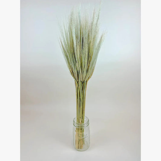 Bearded Triticale Wheat – Naturally Dried Decorative Grass