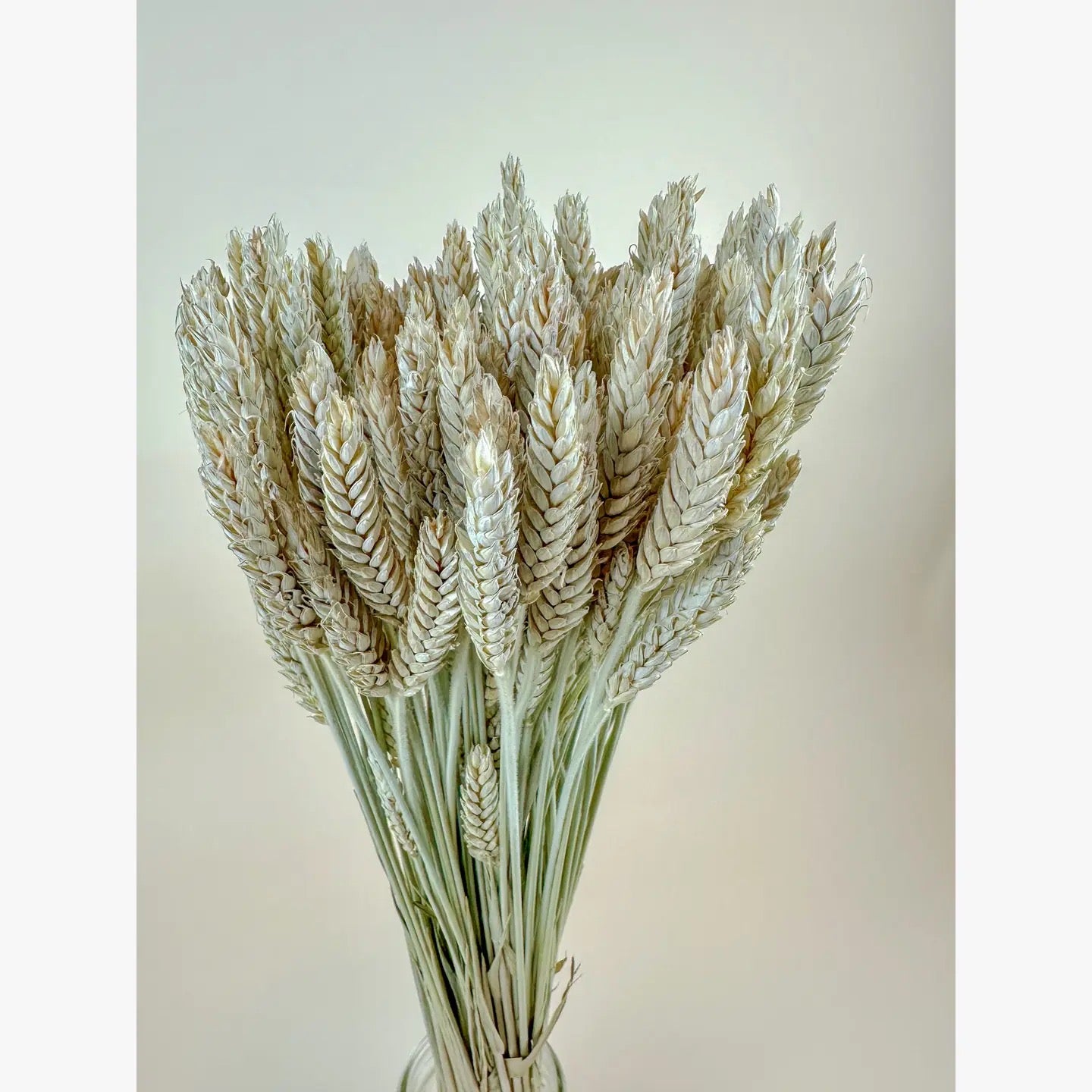 Beardless Triticale – Naturally Air-Dried Smooth Seed Grain 