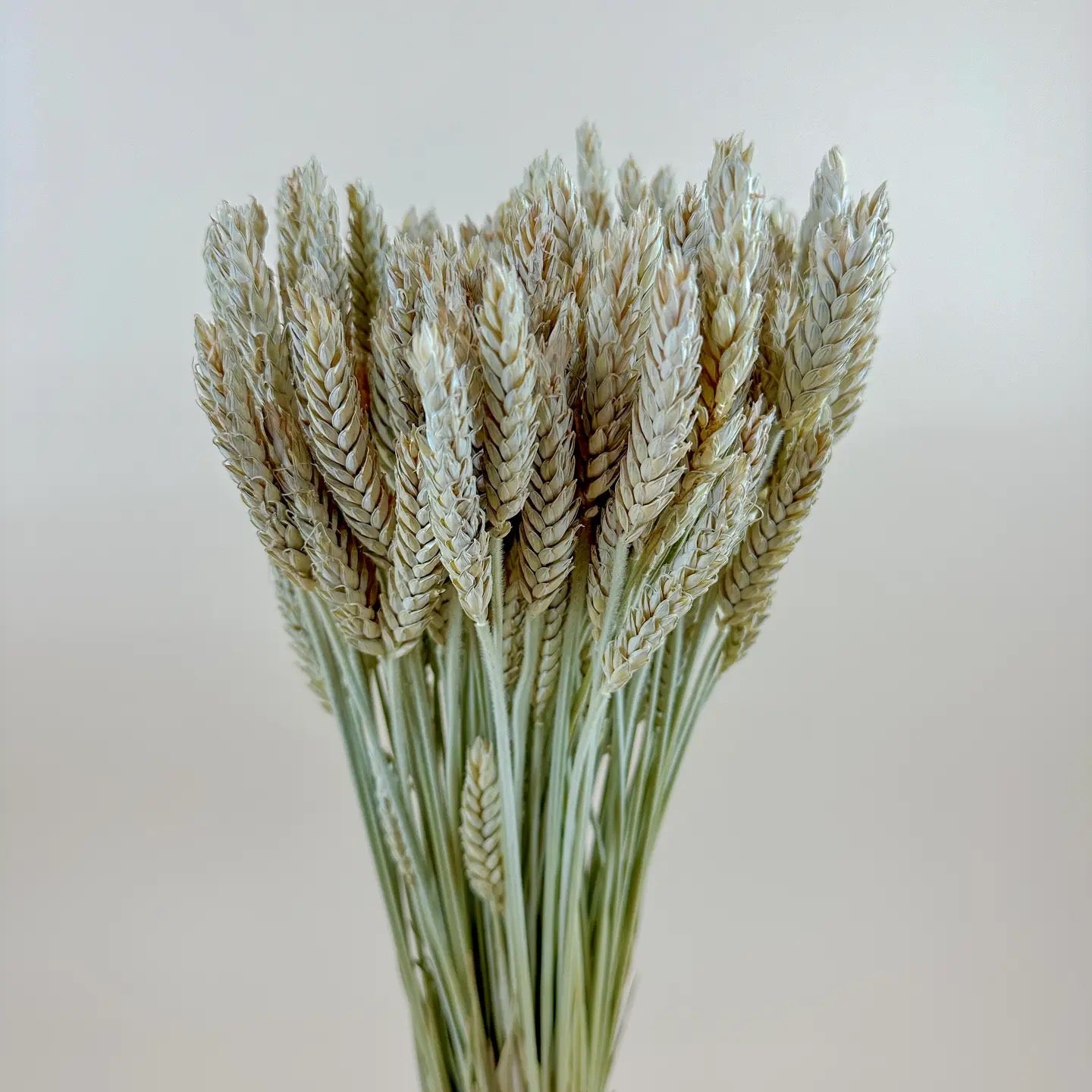 Beardless Triticale – Naturally Air-Dried Smooth Seed Grain 