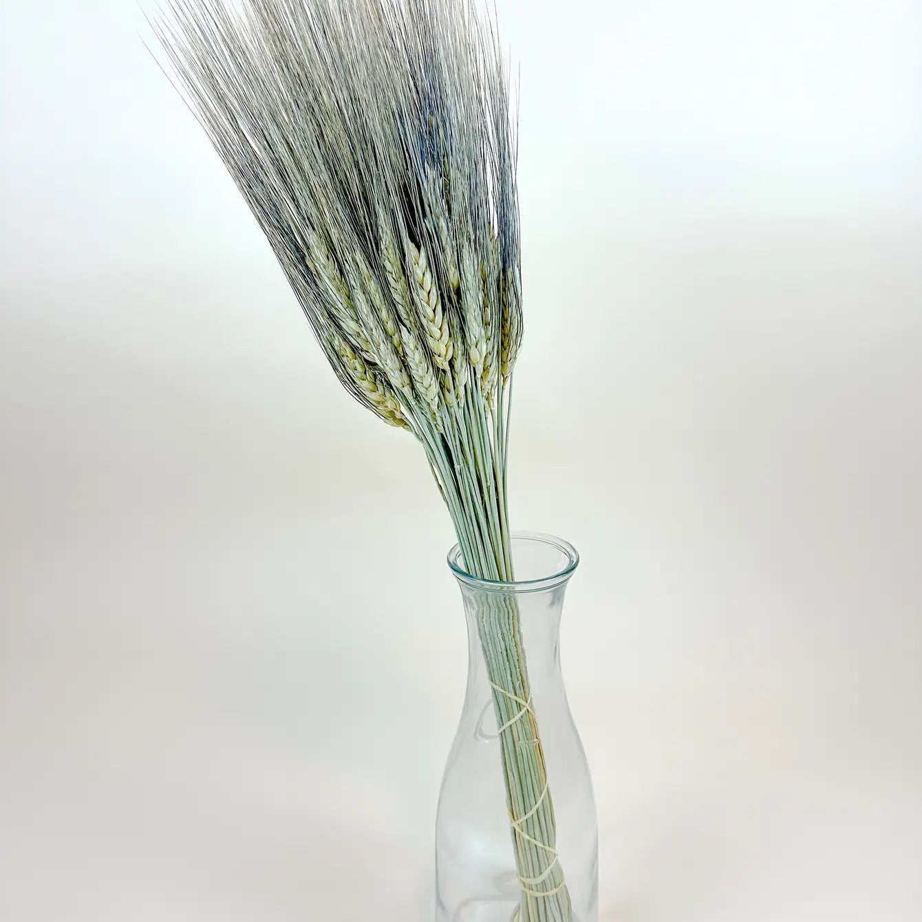 Black Bearded Wheat – Naturally Dried Wheat for Floral Décor
