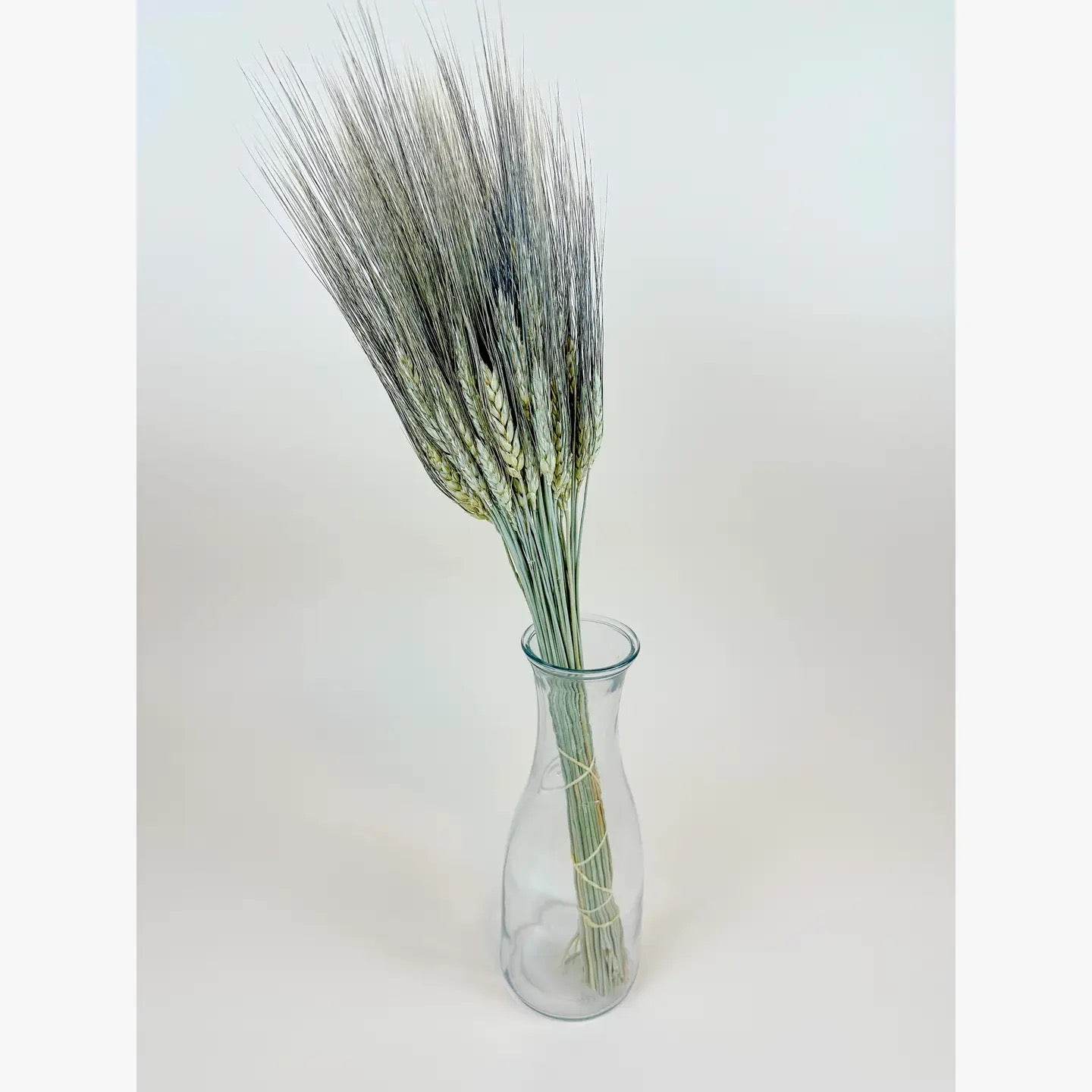 Black Bearded Wheat – Naturally Dried Wheat for Floral Décor